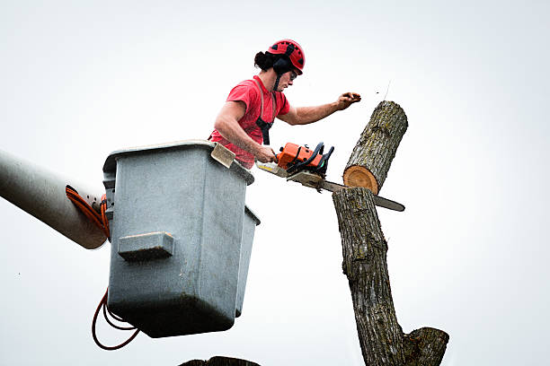 Best Tree Preservation Services  in USA